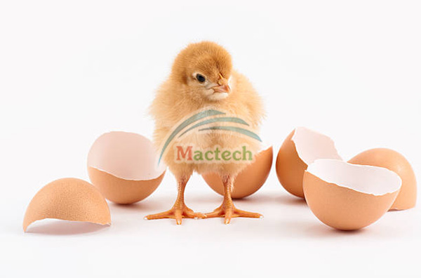 Máy ấp trứng Mactech