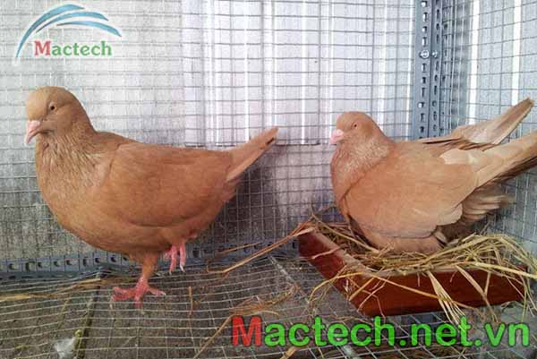 Hiện tượng chim bồ câu sắp đẻ