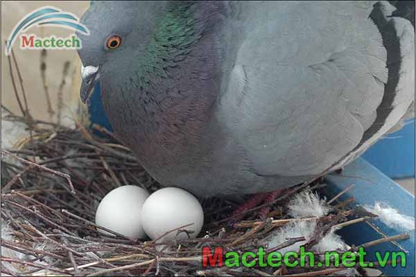 Bồ câu đẻ trứng cách nhau mấy ngày ?
