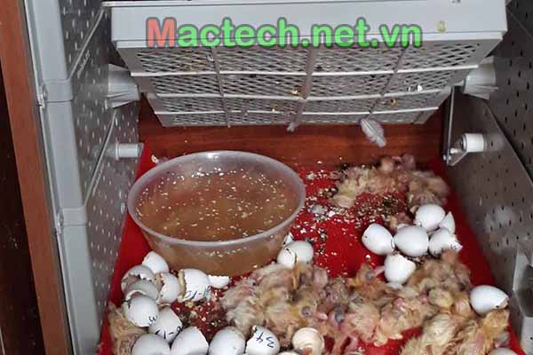 Độ ẩm ấp bồ câu