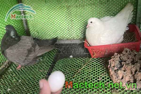 Chim bồ câu dẻ lứa đầu tiên
