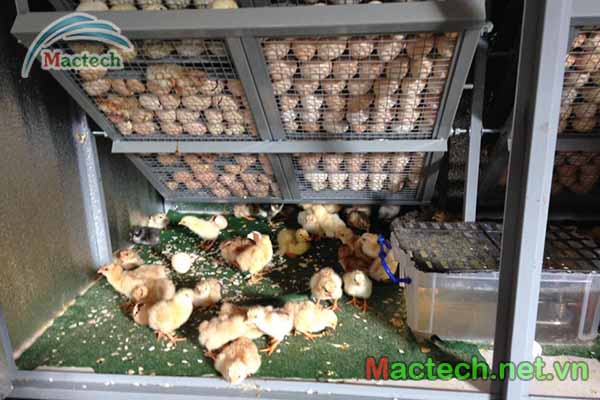 Độ ẩm ấp trứng gà bao nhiêu là chuẩn ?