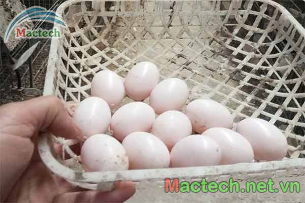 Bảo quản trứng bồ câu trước khi ấp bằng máy ấp trứng