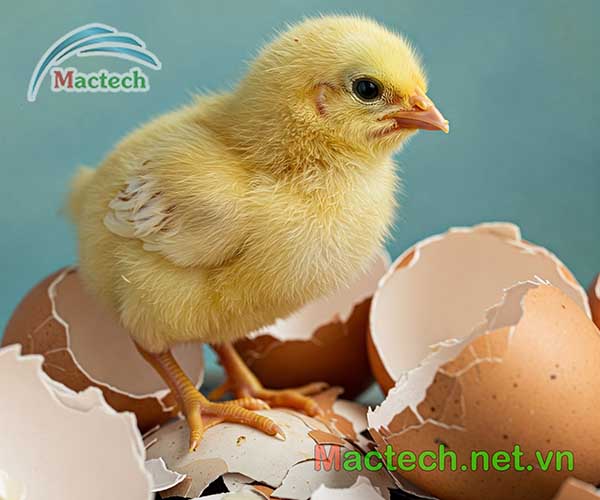 Hiện tượng gà nở sớm khi ấp bằng máy ấp trứng Mactech