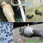 Các bệnh thường gặp trên chim bồ câu