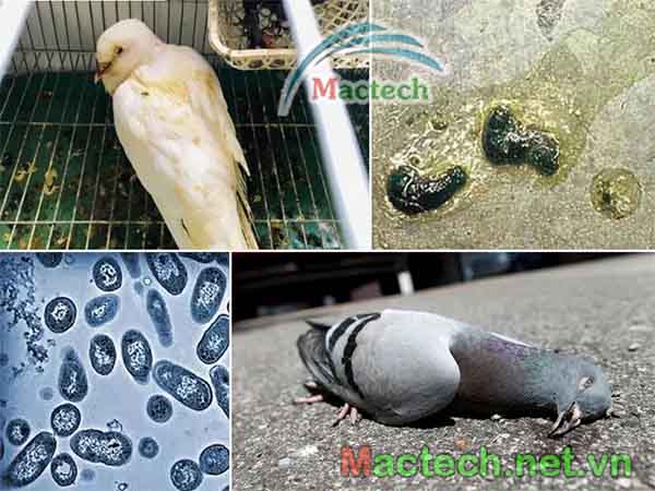 Các bệnh thường gặp trên chim bồ câu
