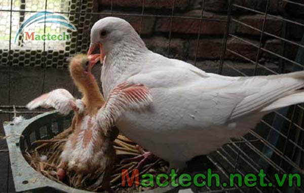Sữa diều của chim bồ câu là gì?