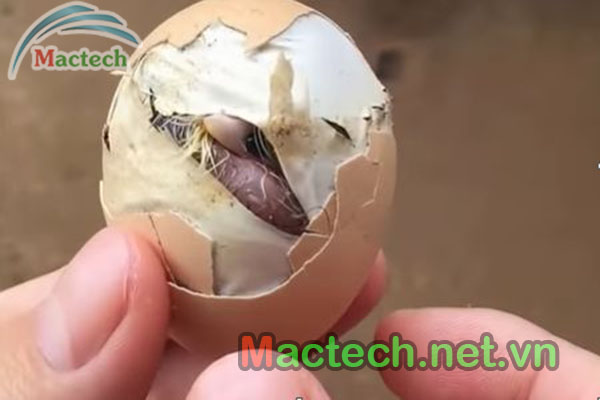 Các hiện tượng bất thường khi ấp gà