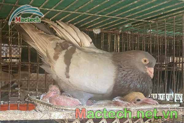 Kĩ thuật nuôi bồ câu Pháp sinh sản  - Mactech chia sẻ từ A-Z