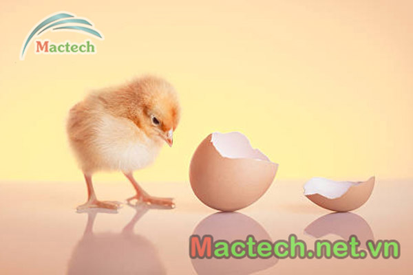 Hiện tượng gà nở sớm khi ấp bằng máy ấp trứng Mactech