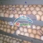 Máy ấp trứng gà Mactech