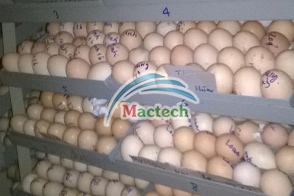 Máy ấp trứng gà Mactech
