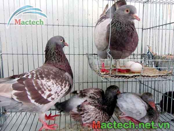 Chu kỳ sinh sản của chim bồ câu