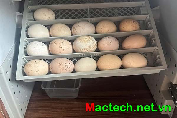 Máy ấp trứng mini Mactech tạo ẩm bằng phương pháp bay hơi tự nhiên
