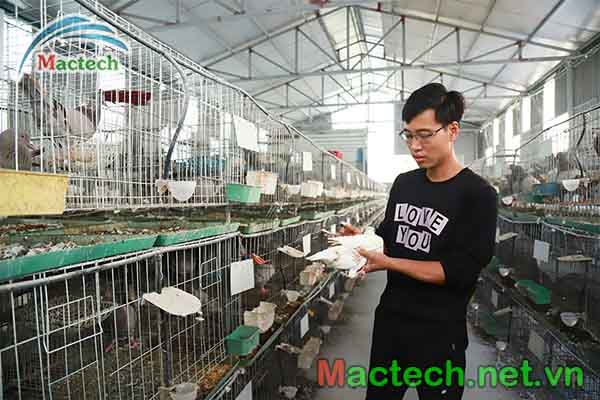 Kĩ thuật nuôi bồ câu Pháp sinh sản  - Mactech chia sẻ từ A-Z