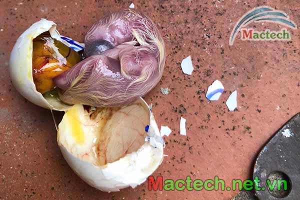 Nguyên Nhân Nở Sớm Của Chim Bồ Câu