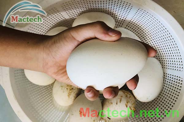 Vệ sinh trứng ngỗng đúng cách