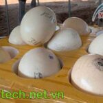 sử lý trứng đà ddieur sau khi đẻ