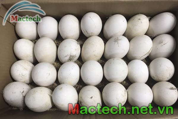 Bảo quản trứng ngỗng trước khi ấp