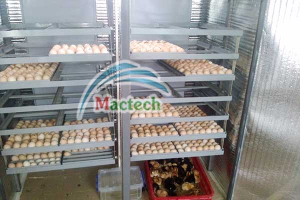 Độ ẩm ấp bồ câu bằng máy ấp công nghiệp Mactech
