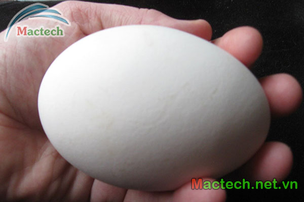 Hiện tượng ngỗng nở muộn trên máy ấp trứng Mactech