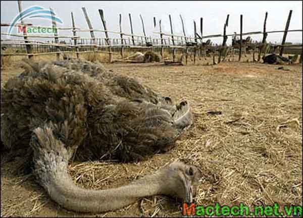 Các bệnh thường gặp ở đà điểu