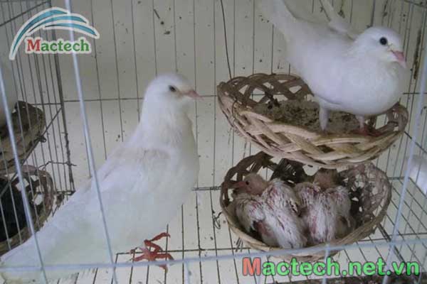 Kỹ thuật nuôi bồ câu sinh sản