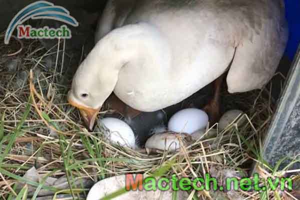 Một năm ngỗng đẻ bao nhiêu trứng