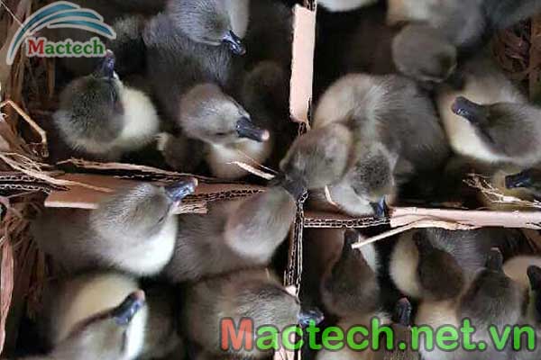 Hạn chế các hiện tượng bất thường khi ấp trứng ngỗng bằng máy