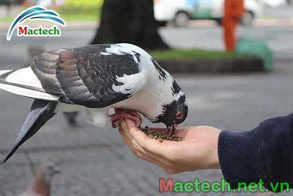 Chế độ dinh dưỡng cho bồ câu sinh sản