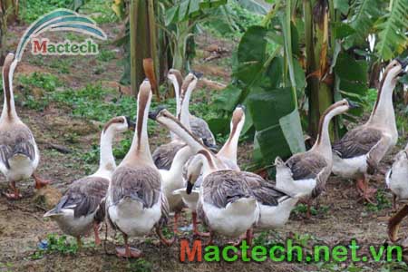 Độ ẩm ấp trứng ngỗng bằng máy ấp trứng công nghiệp Mactech