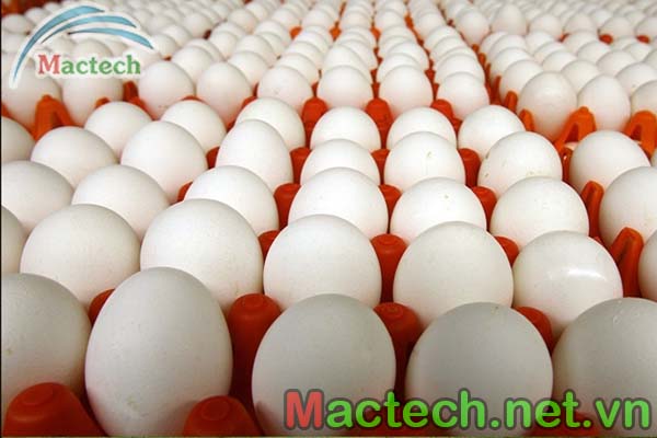 Hướng dẫn làm mát trứng ngỗng