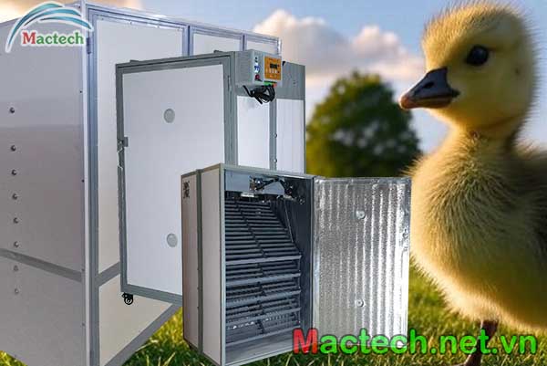 Nhiệt độ ấp trứng vịt bằng máy ấp trứng công nghiệp Mactech