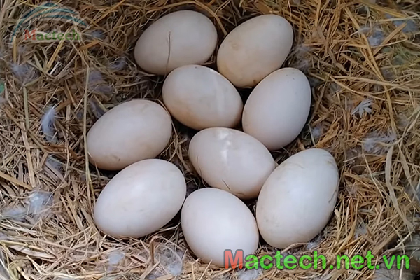 Nhiệt độ ấp trứng vịt bằng máy ấp trứng công nghiệp Mactech