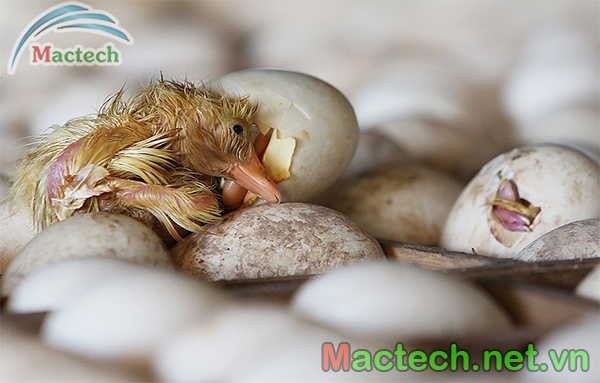 Nhiệt độ ấp trứng ngỗng
