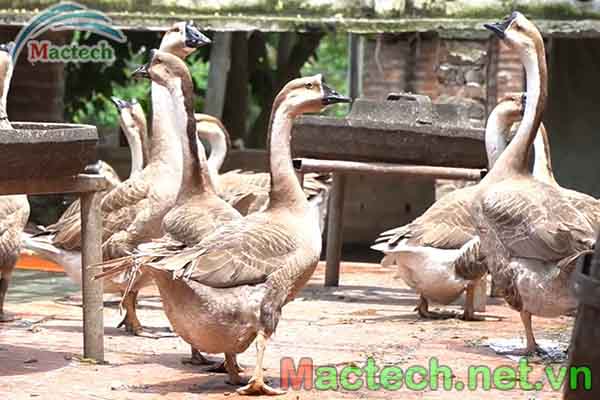 Dấu hiệu ngỗng bắt đầu đẻ lứa mới