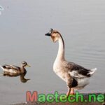 Chế  độ dinh dưỡng cho ngỗng con