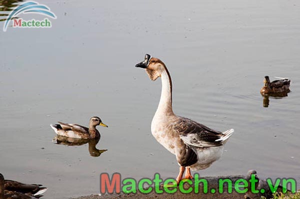 Chế độ dinh dưỡng cho ngỗng con