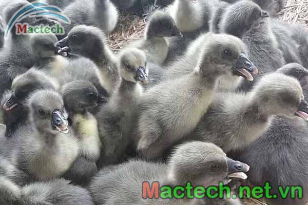 Ngỗng con bị khèo chân – nguyên nhân, khắc phục
