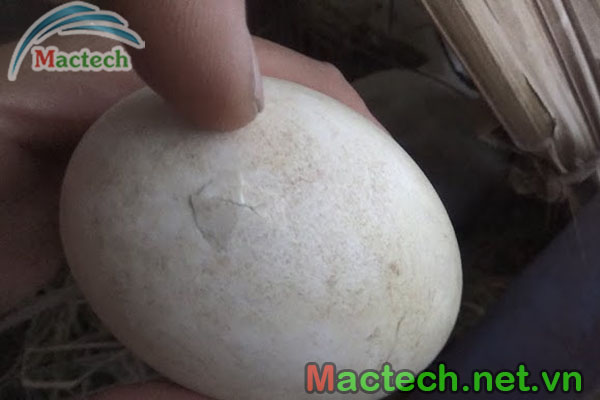 Trứng ngỗng ấp bao nhiêu ngày thì nở
