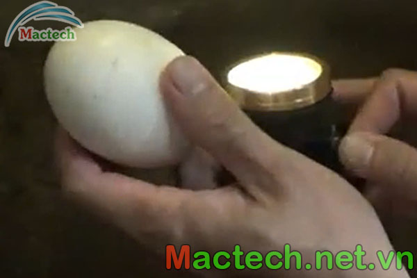 Kỹ thuật soi trứng ngỗng