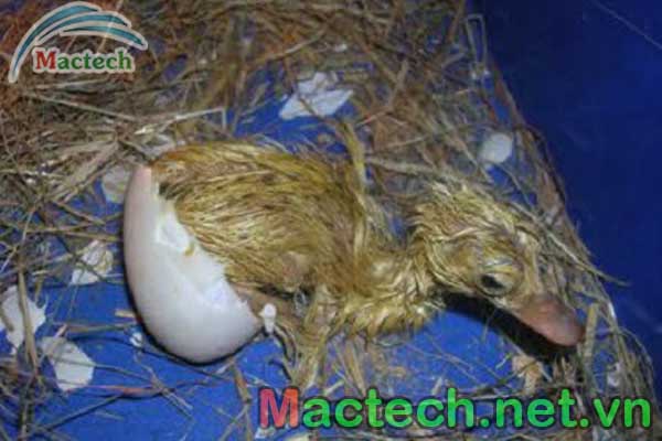 vịt con bị khèo chân  -  nguyên nhân và chách khắc phục