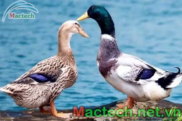 Vịt đẻ một lứa bao nhiêu trứng