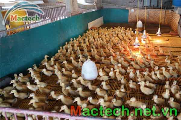 các yếu ảnh hưởng đến tỉ lệ nở khi ấp trứng vịt