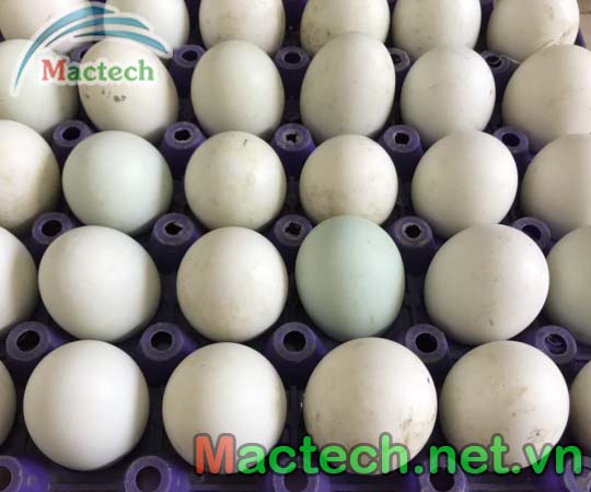 kỹ thuật chọn trứng vịt trước khi ấp
