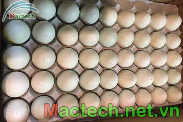 Kỹ thuật làm mát trứng vịt