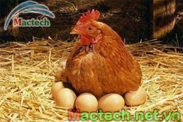 Bảng dinh dưỡng cho gà sinh sản