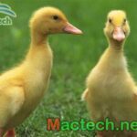 Hiện tượng vịt nở muộn trên máy ấp trứng Mactech