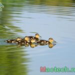 Chăm sóc vịt sau khi ấp nở bằng máy