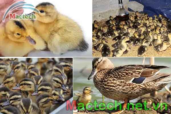 Vòng đời của vịt